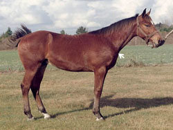 photo of horse that ties in high
(shown by white arrow)